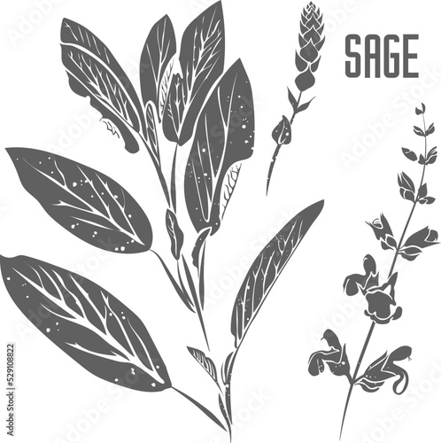 Salvia officinalis leaves and flowers vector silhouette. Sage plant medicinal herbal outline. SALVIAE FOLIA silhouette illustration for pharmaceuticals and cosmetology.