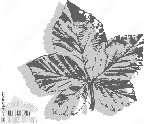 Blackberry leaf vector silhouette. A set of decorative bramble leaves silhouette for further color application. Line art of blackberry leaves in shades of gray. Rubus fruticosus leaf outlines.