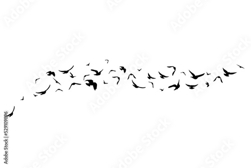 Flying birds. Decoration element from scattered silhouettes.