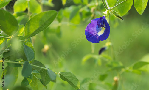 Closeup the butterfly pea in garden of herb on nature background.