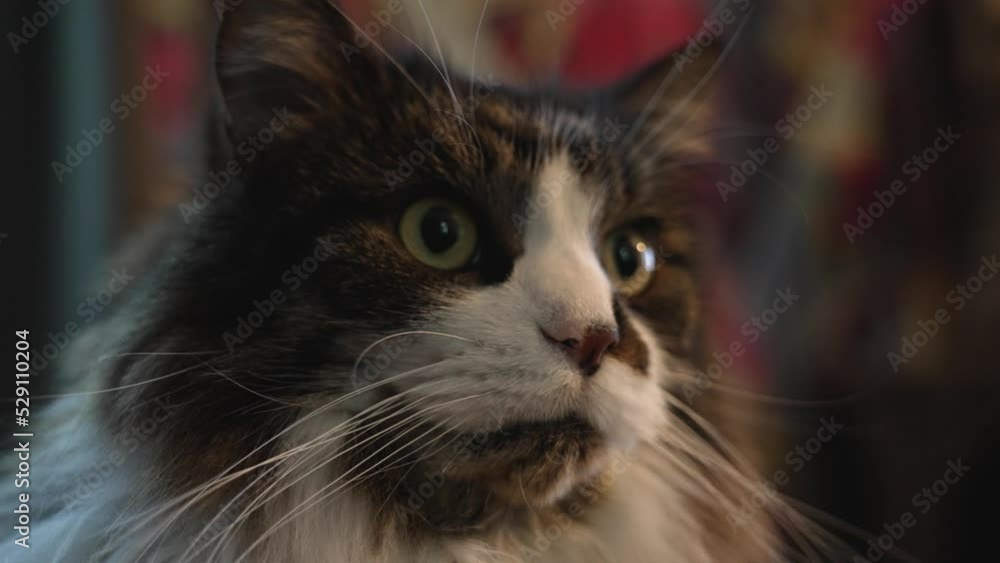 Extreme close up framing in slow motion of a long haired cat. Extreme close up framing in slow motion of a long haired cat.