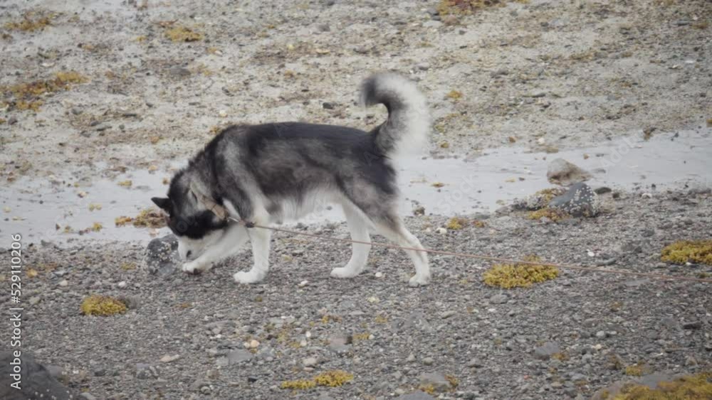 Alaskan Malamute Dog With Long Leash Walking In The Rocky Road. - close up Alaskan Malamute Dog With Long Leash Walking In The Rocky Road. - close up