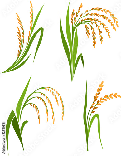 Rice plants collection, Vector isolated design elements