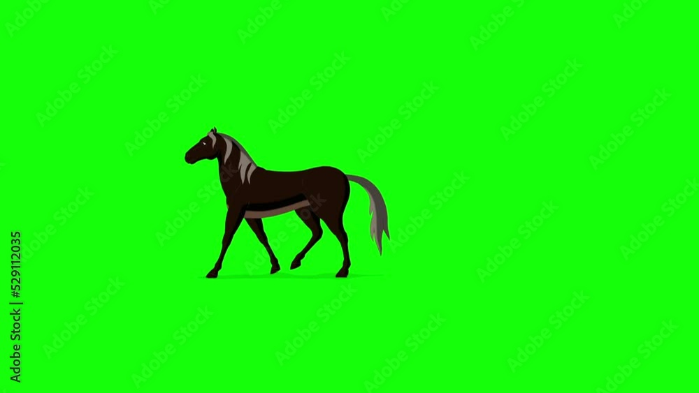 Black Horse walks back and forth chroma key extreme long shot Black Horse walks back and forth chroma key extreme long shot