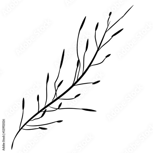 Fototapeta Naklejka Na Ścianę i Meble -  image of a black color branch, branch, tree, leaves, bush, plant