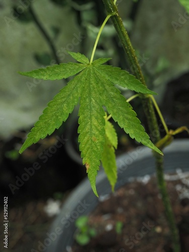 Cannabis leaves, cannabis plants, cannabis leaves Medical use.