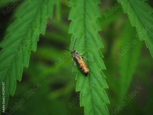 Cannabis leaves There are insects sticking to it, cannabis leaves. Medical use.