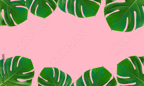 Palm leaf monstera on colored minimal background. Tropical summer frame pink background. Jungle  exotic  beauty concept.