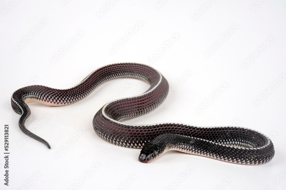 Naklejka premium Cape file snake // Feilennatter (Gonionotophis capensis / Limaformosa capensis)