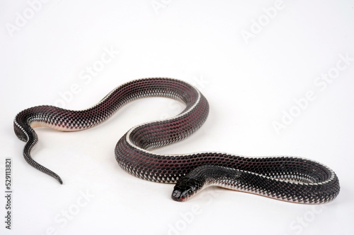Cape file snake // Feilennatter (Gonionotophis capensis / Limaformosa capensis)