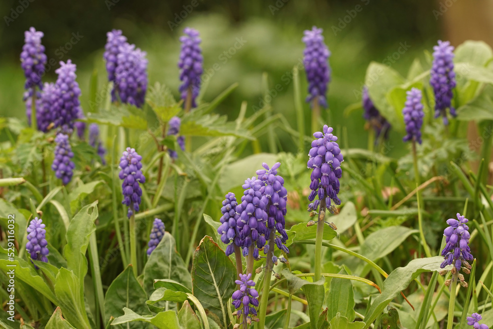 Colorful aggregation of blue flowering purple common grape hyacinth, Muscari botryoides in the garden Colorful aggregation of blue flowering purple common grape hyacinth, Muscari botryoides in the garden