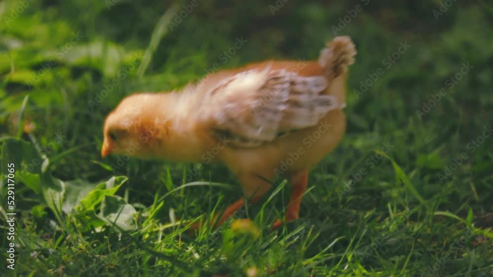 little chicken walks on green grass little chicken walks on green grass