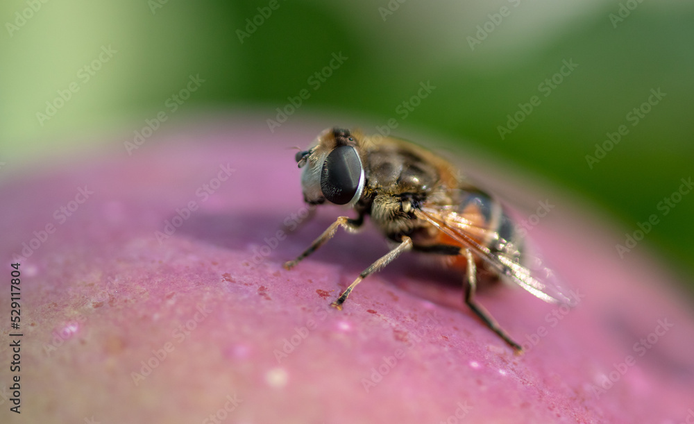 Little bee on an apple. Little bee on an apple.
