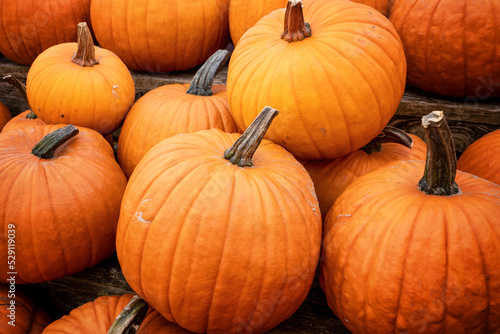 Pile of pumpkins for halloween decoration sold at a local farmer's market