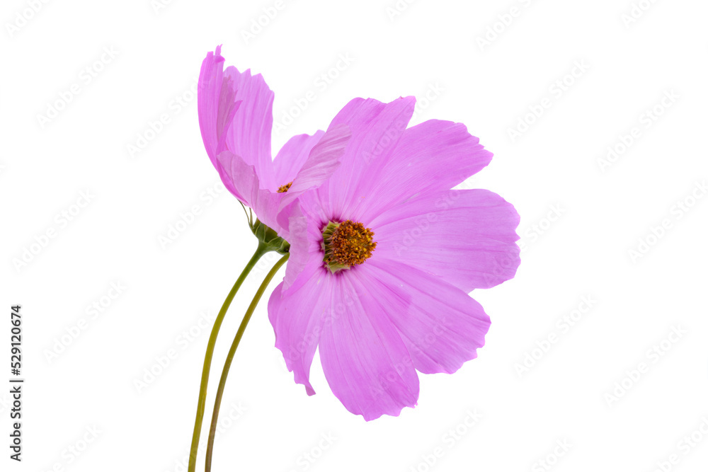 cosmea flower large isolated