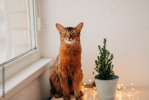 Beautiful red somali cat near the christmas home decoration with garland lights near the window closeup image photo