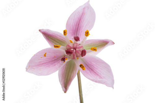 Susak flower isolated