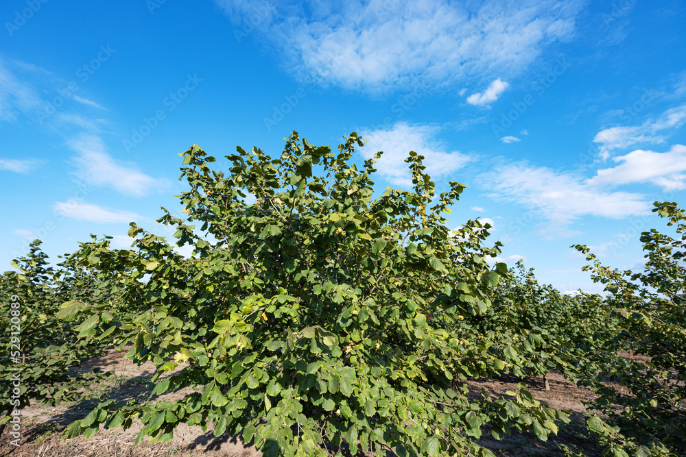 hazelnut garden on a sunny day