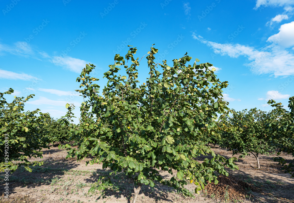 hazelnut garden on a sunny day