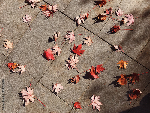 Hojas de otoño en el suelo