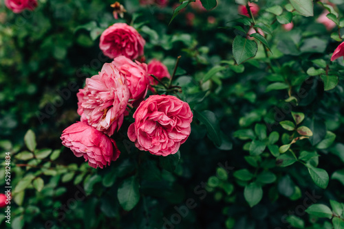 Last pink rose flowers in the garden before winter. Autumn gardening. Garden of roses in Fall. Dark background