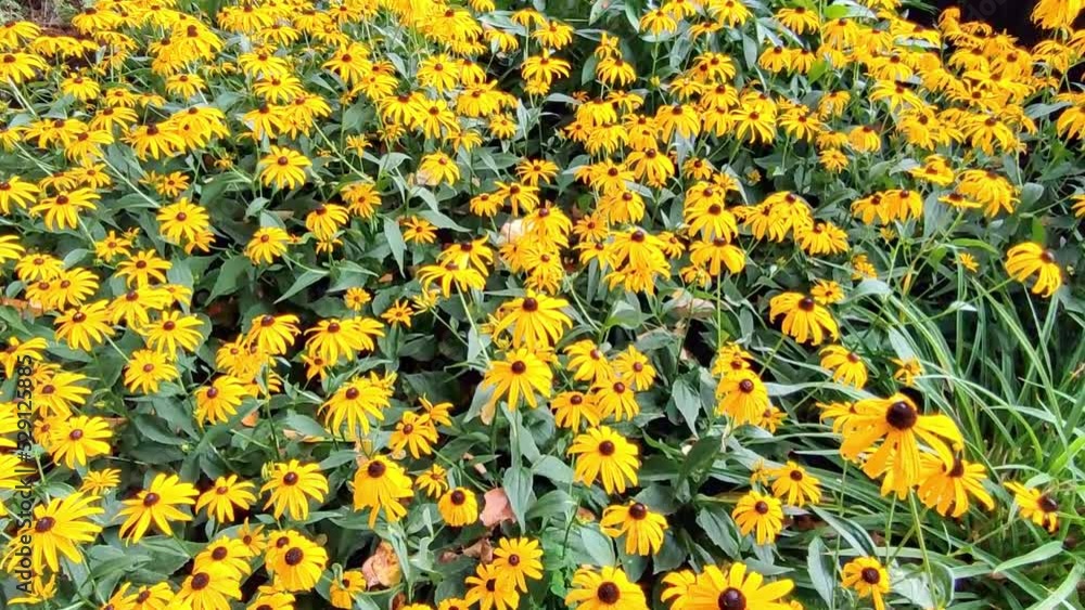Camera movement over blooming black eyeed susan growing along a garden path, outdoors in summer Camera movement over blooming black eyeed susan growing along a garden path, outdoors in summer