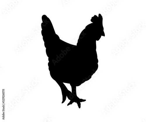 Hen or chicken silhouette isolated in white background. Free grazing hen bird in the runch. Hand drawn vector illustration