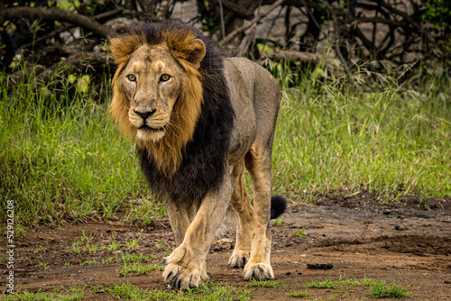 Lion in the grass