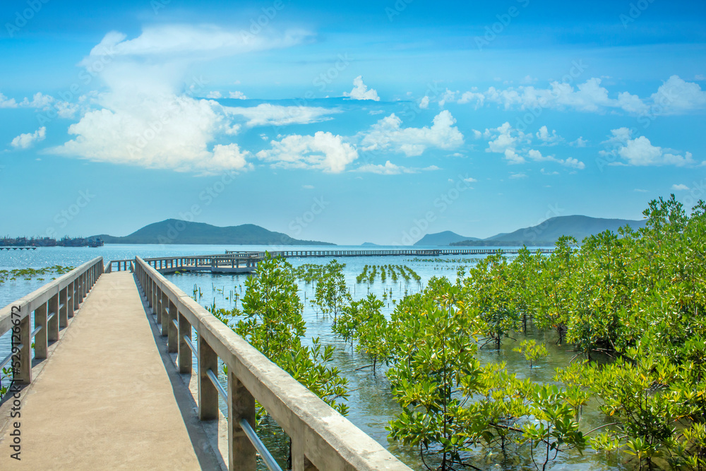 Walk way to the sea among mangrove ecosystem, Chonburi Thailand