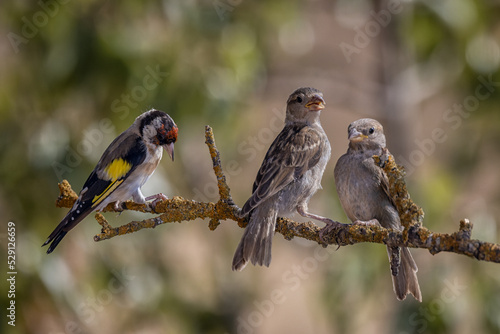 Birds perched on a branch. photo