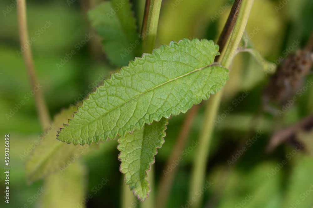Common hedgenettle Common hedgenettle