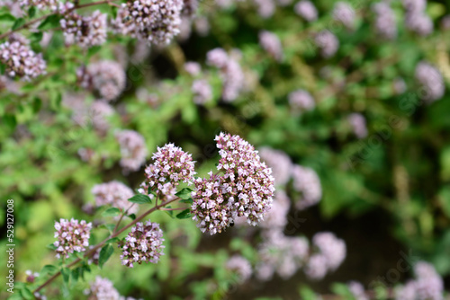 Common marjoram