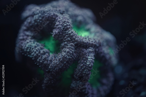Low light picture of blastomussa merleti  coral in green and purple close up macro - selective focus on one polyp and selective blur