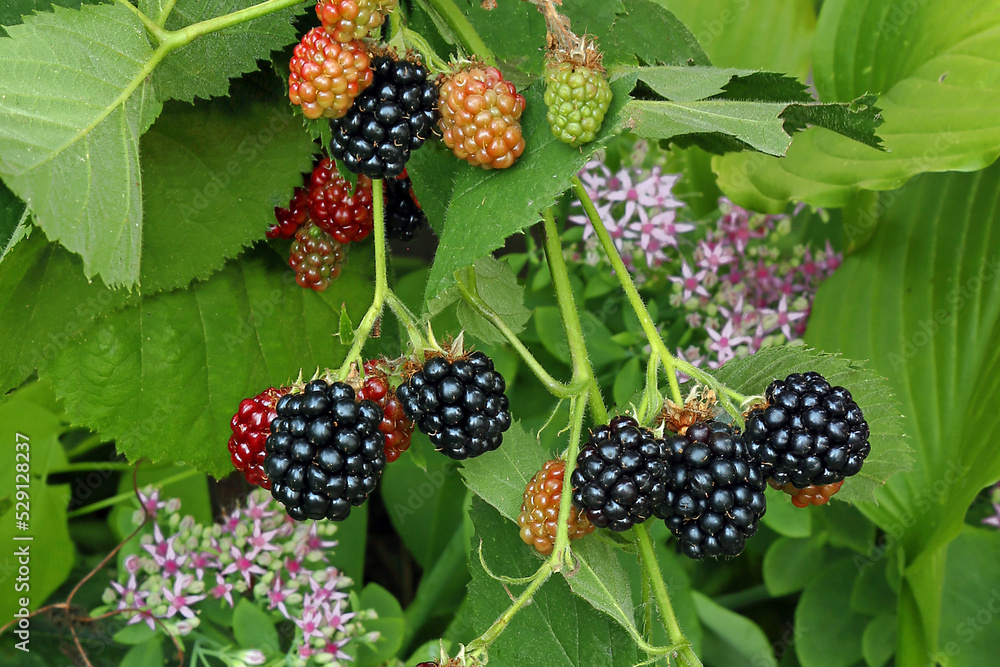 Branch blackberries in the forest Branch blackberries in the forest