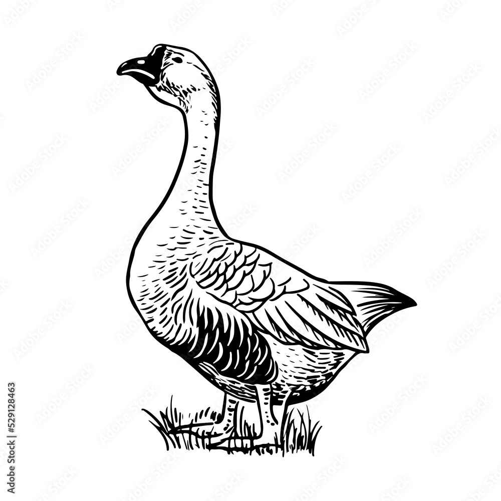 Sketch style vector illustration of domestic fowl. Poultry bird - goose Sketch style vector illustration of domestic fowl. Poultry bird - goose