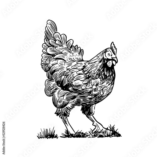 Sketch style vector illustration of domestic fowl. Poultry bird - chicken or hen
