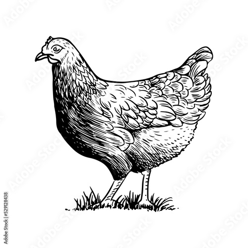 Sketch style vector illustration of domestic fowl. Poultry bird - chicken or hen