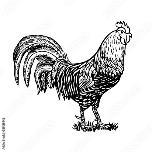 Sketch style vector illustration of domestic fowl. Poultry bird - rooster