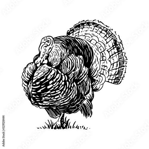 Sketch style vector illustration of domestic fowl. Poultry bird - turkey