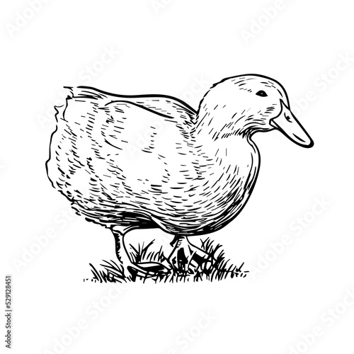 Sketch style vector illustration of domestic fowl. Poultry bird - duck
