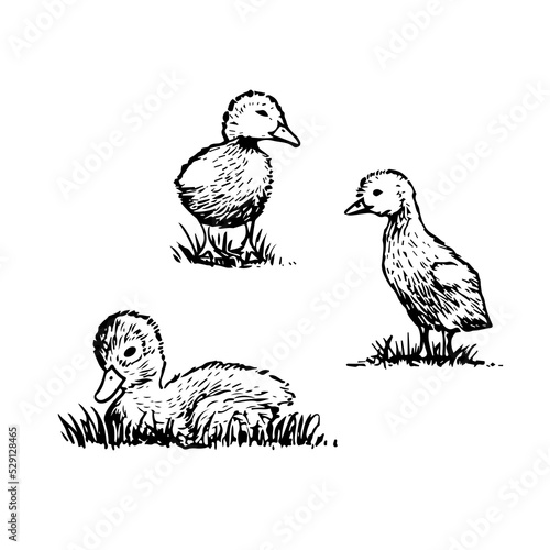 Sketch style vector illustration of domestic fowl. Poultry bird - duckling