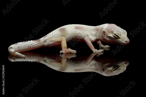 Leopard gecko lizard on reflection with black background, full body reptile, eublepharis macularius, animal closeup