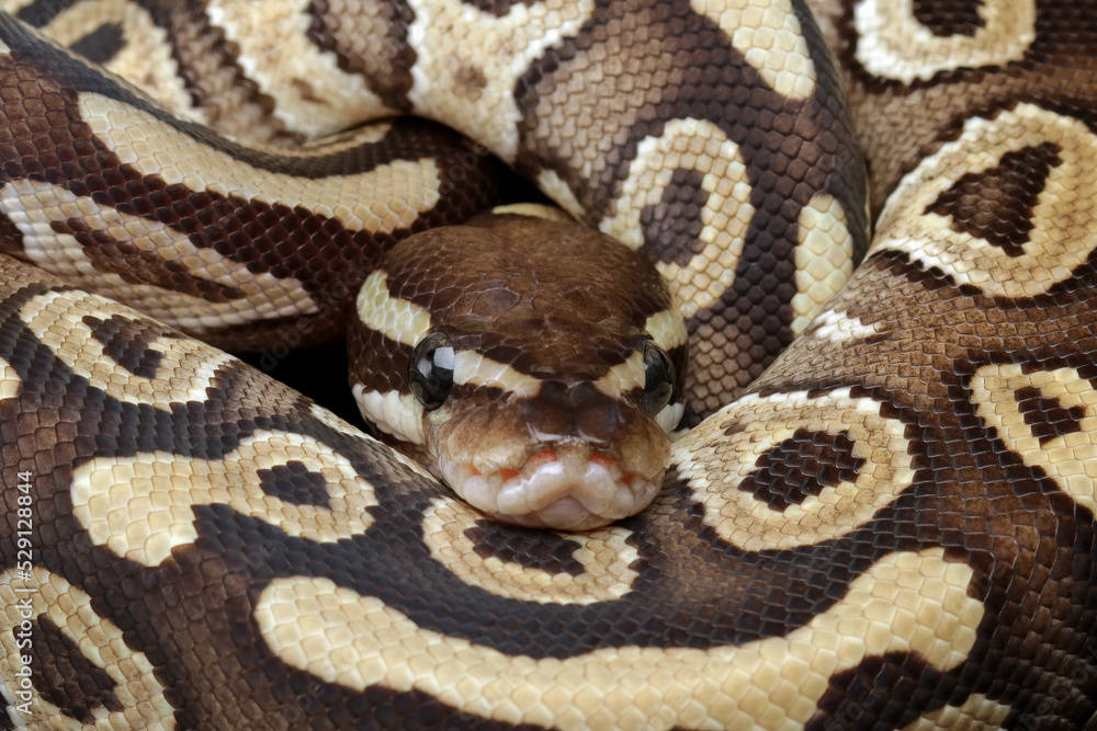 Beauty of snake skin pattern and head, ball phyton snake, animals closeup Beauty of snake skin pattern and head, ball phyton snake, animals closeup