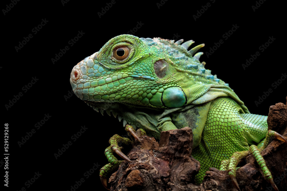 green iguana head and spikes, closeup head of green iguana, animal closeup green iguana head and spikes, closeup head of green iguana, animal closeup