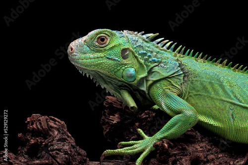 green iguana head and spikes, closeup head of green iguana, animal closeup