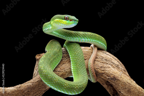 poisonous green snake above the branch, green viper snake on a black background, venomous and poisonous snake, animal closeup