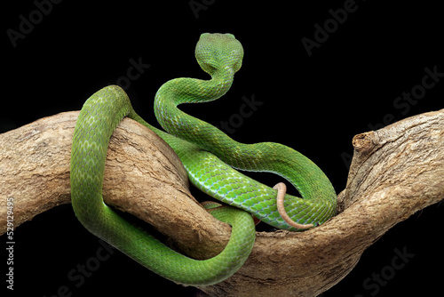 Green venomous snake seen from behind, green viper snake on a black background, venomous and poisonous snake, animal closeup