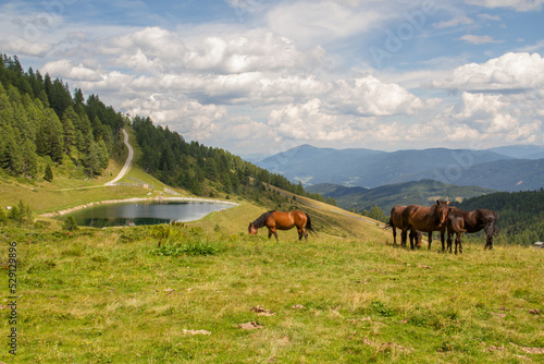 Landscape of the alps with lake and horses at Salzburger Land near Sankt Michael im Lungau during summer at skiing area Grosseck Speiereck  Austria  Europe