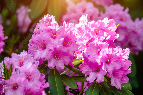 pink rhododendron blooms in the Botanical garden