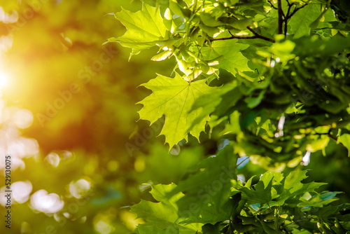 Green nature background with maple leaves
